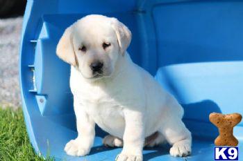 Puppies in PA